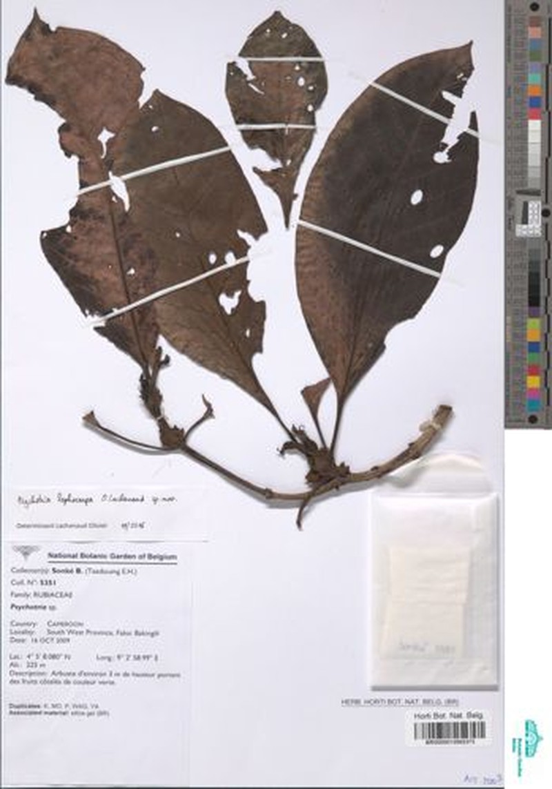Psychotria lophocarpa photo 2