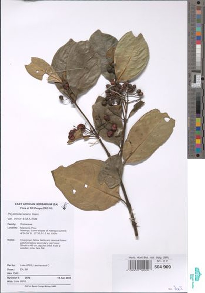 Psychotria lucens subsp. minor