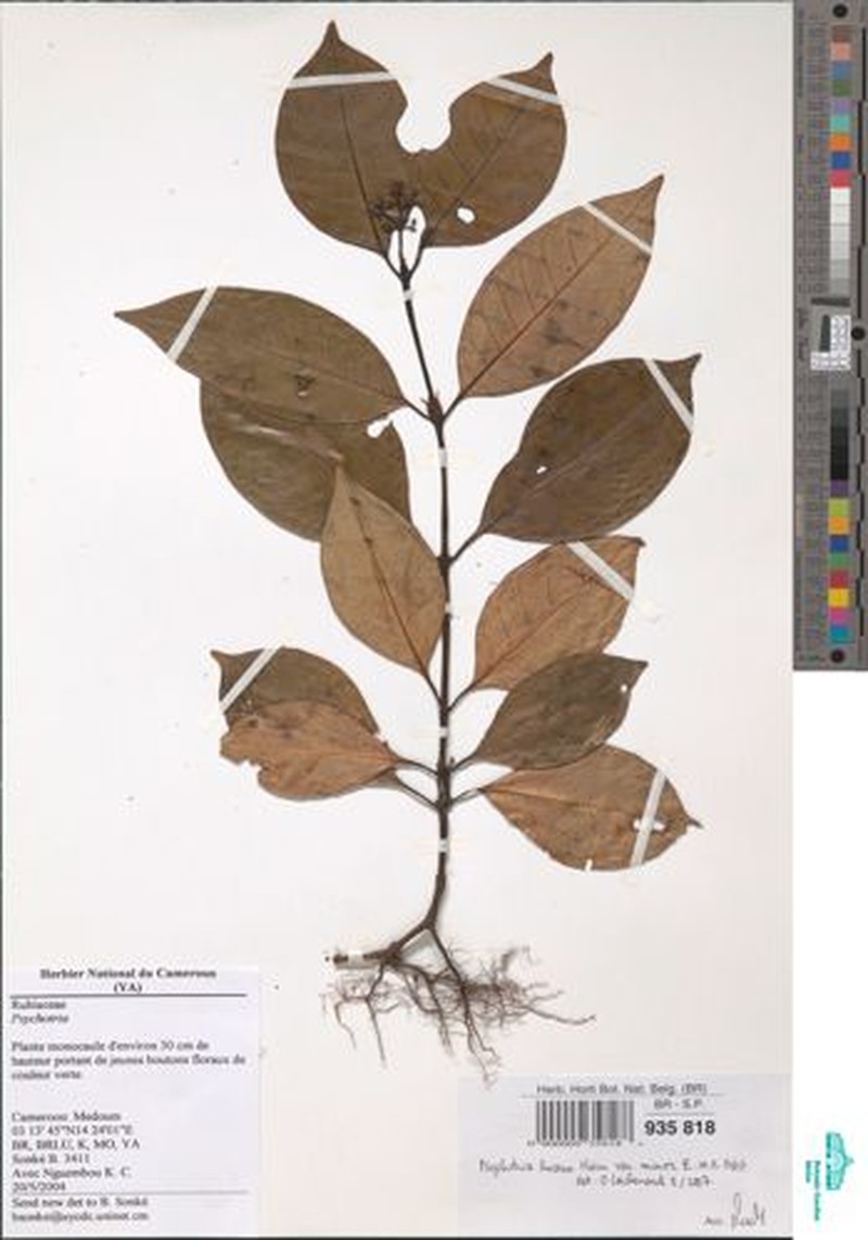 Psychotria lucens subsp. minor photo 2