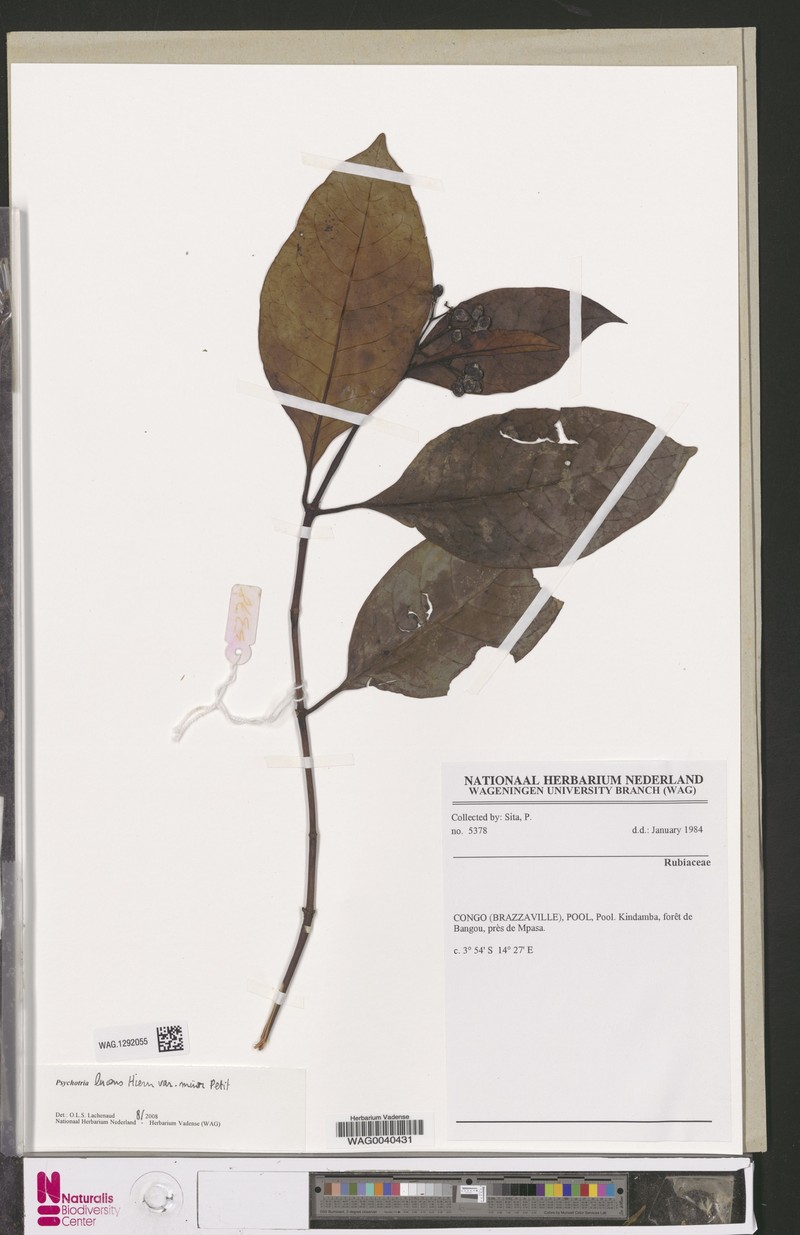 Psychotria lucens subsp. minor photo 3