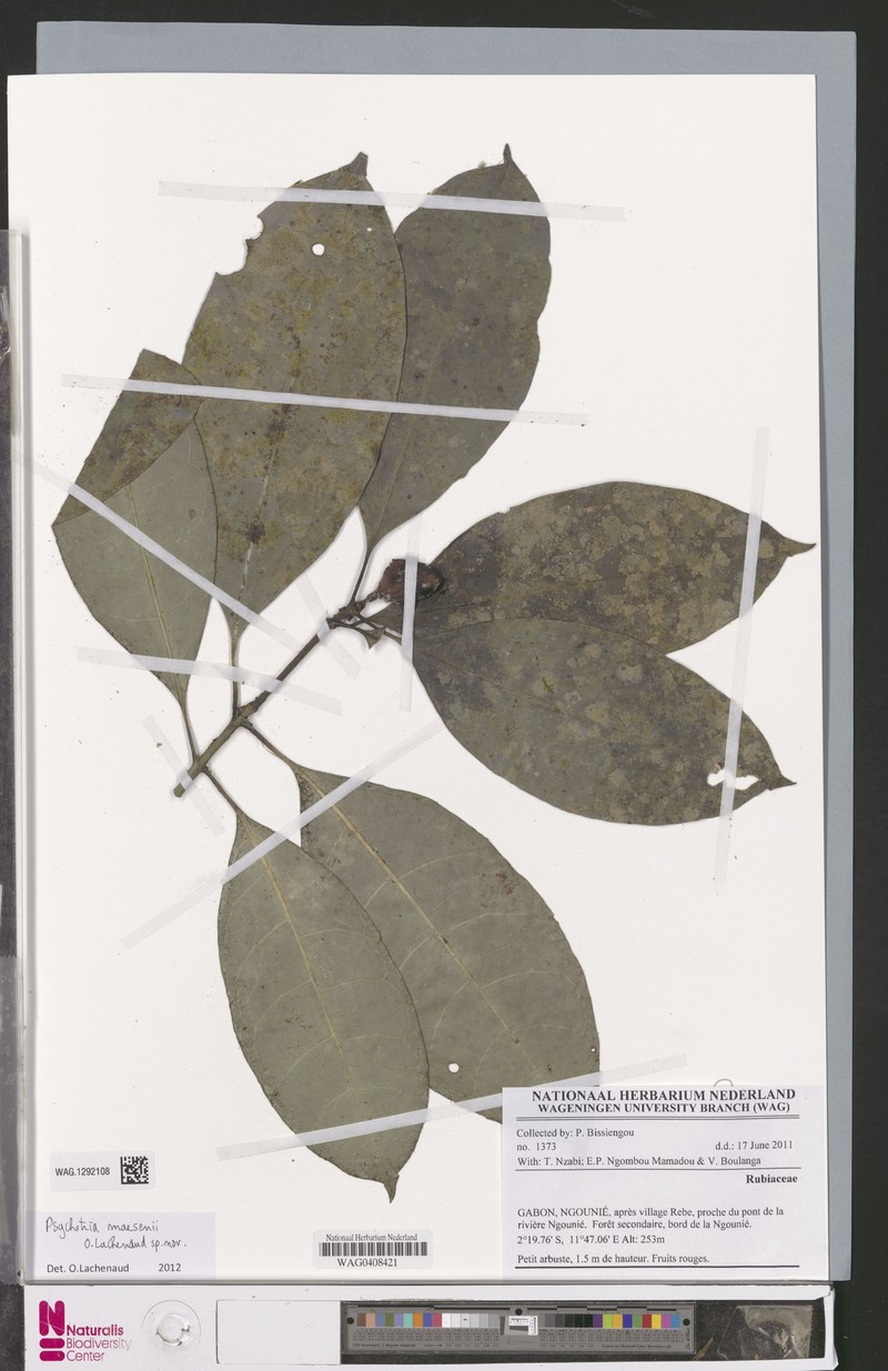 Psychotria maesenii
