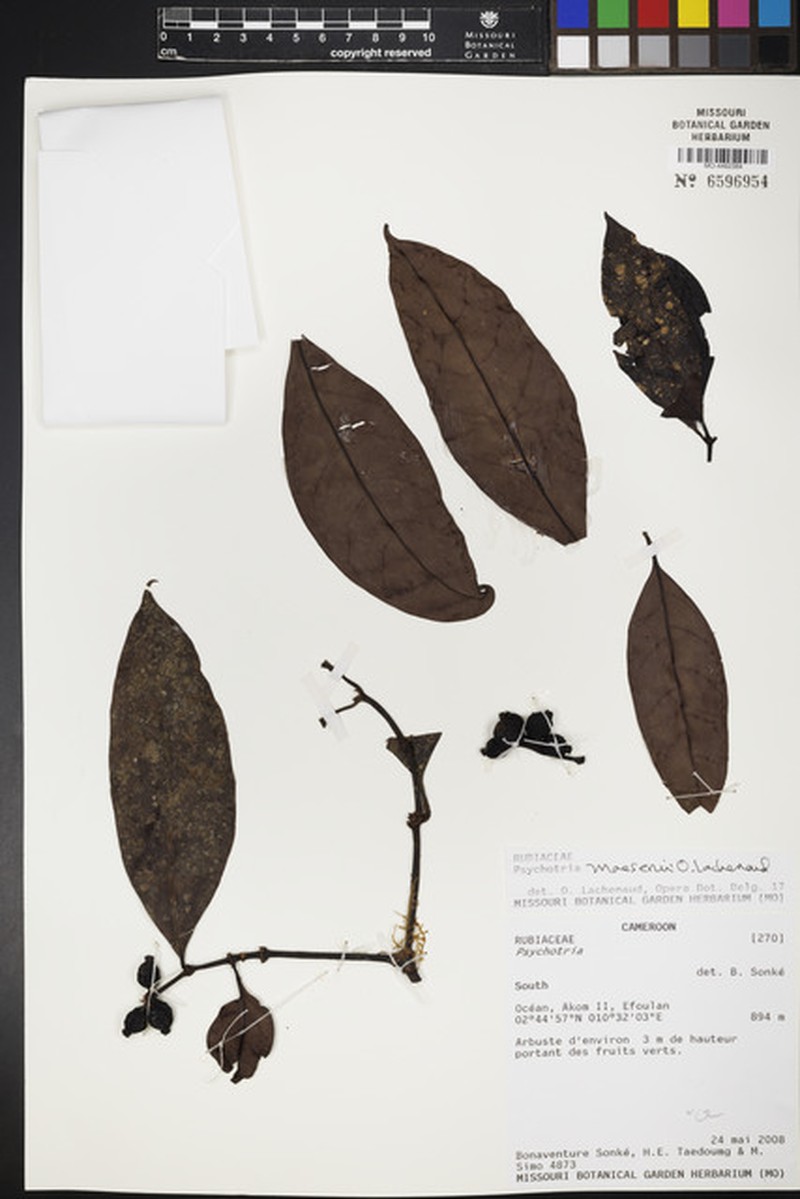 Psychotria maesenii photo 2