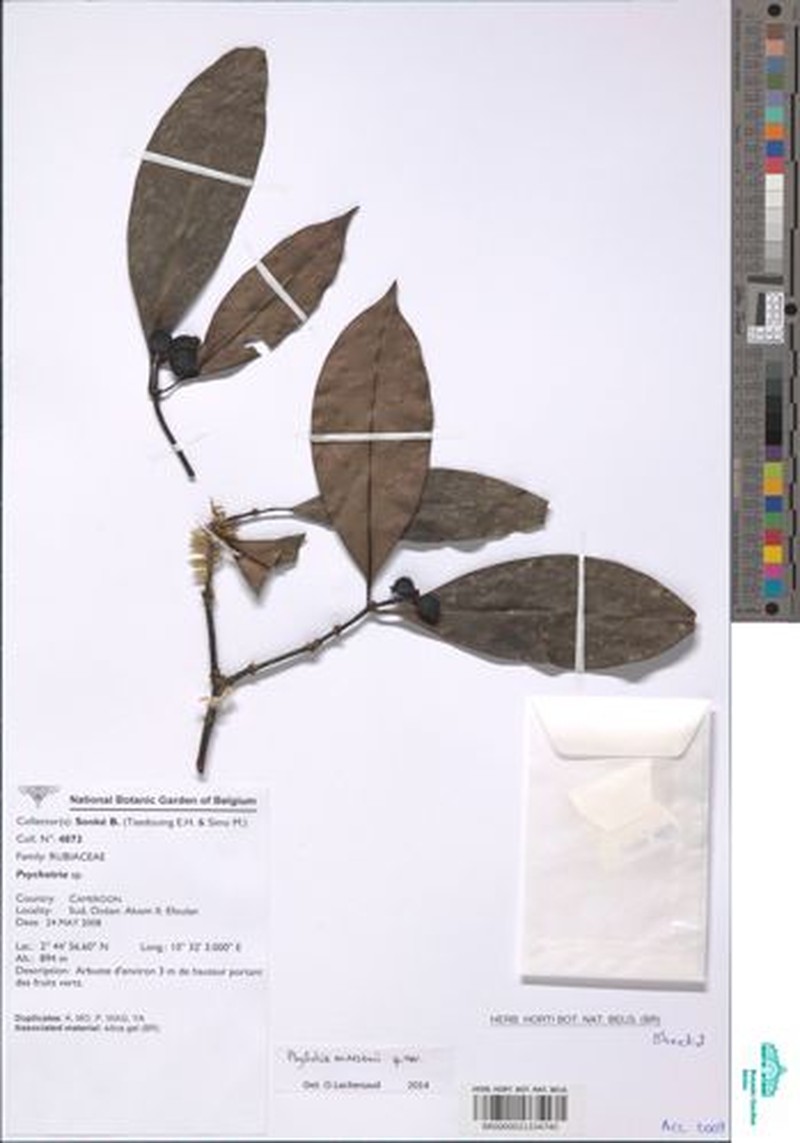 Psychotria maesenii photo 3