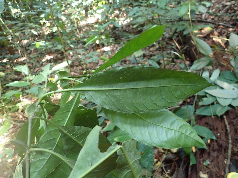 Psychotria magnistipula