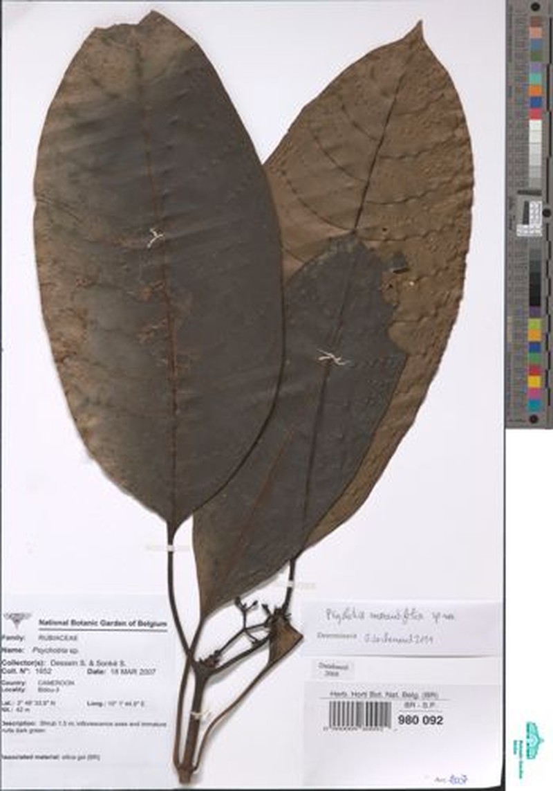 Psychotria marantifolia photo 2