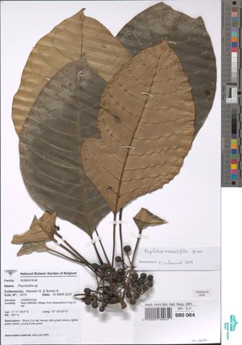 Psychotria marantifolia photo 3