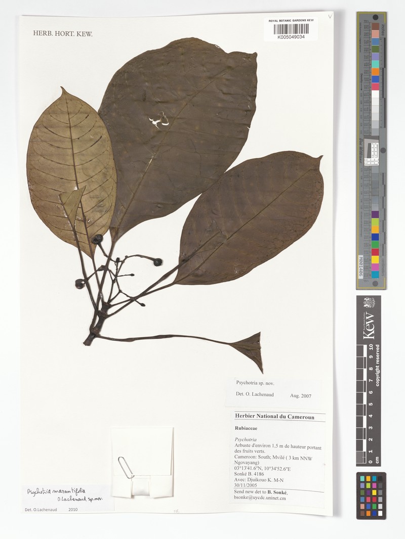 Psychotria marantifolia photo 4