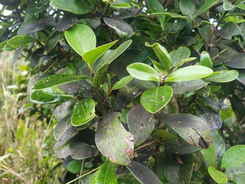 Cachimbo De Maricao photo 2