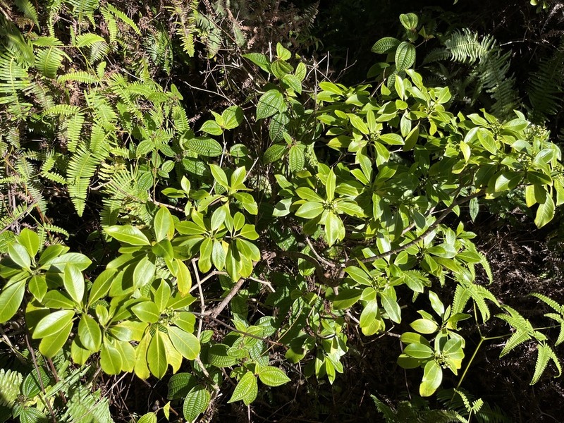 Forest Wild Coffee photo 2
