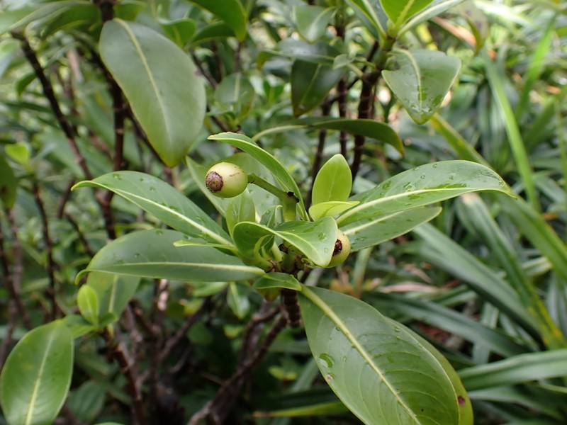 Forest Wild Coffee photo 7