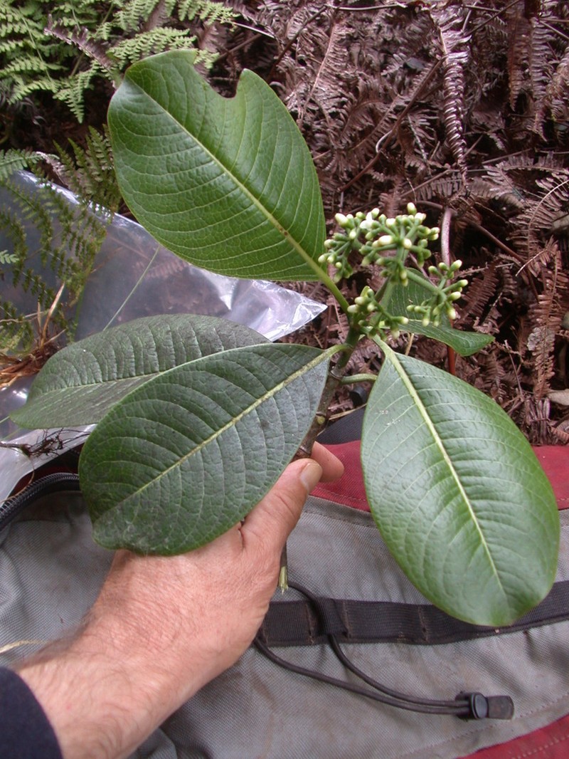 'Opiko photo 5