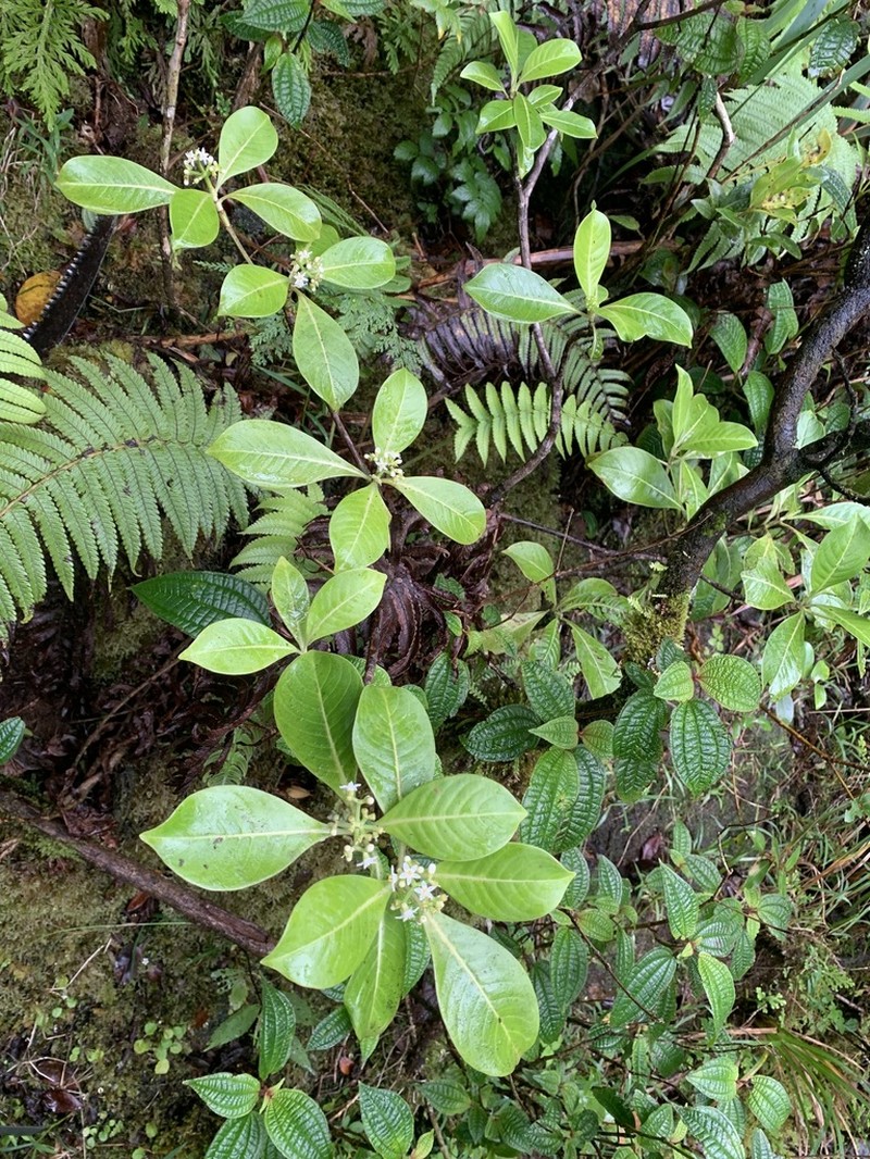 'Opiko photo 6