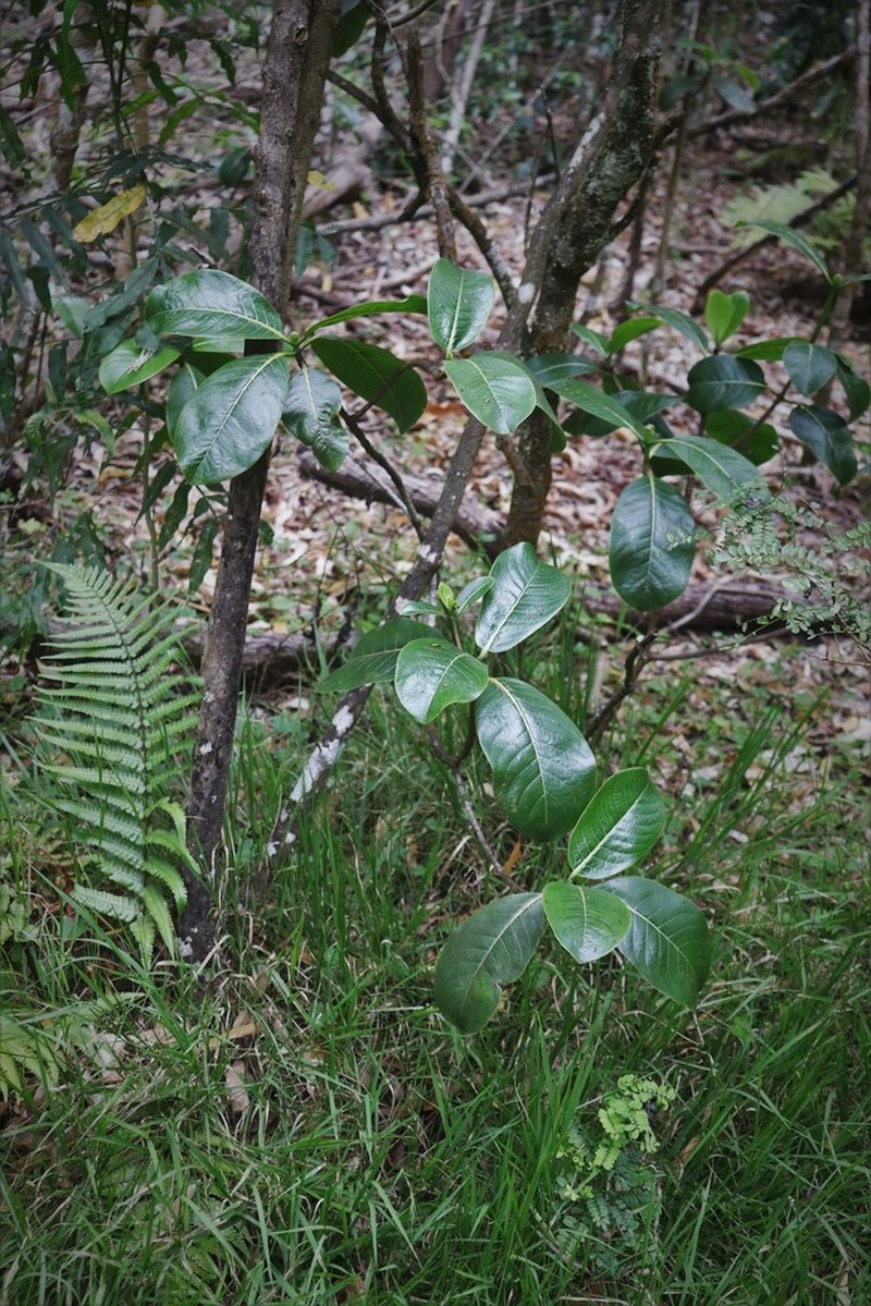 'Opiko photo 8