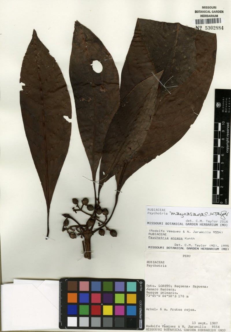 Psychotria maynasana