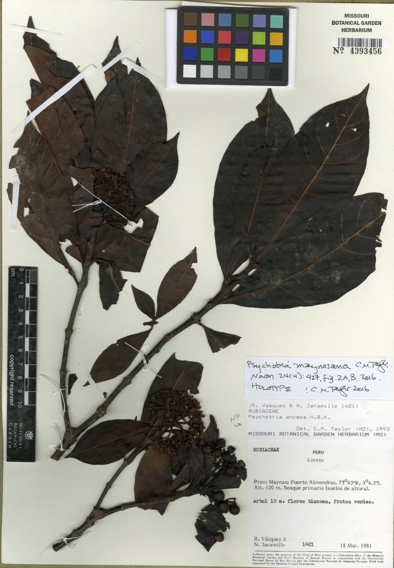 Psychotria maynasana photo 2