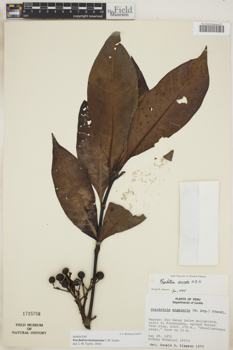 Psychotria maynasana photo 3