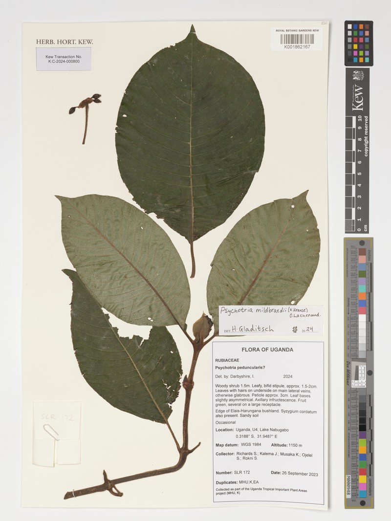 Psychotria mildbraedii photo 2