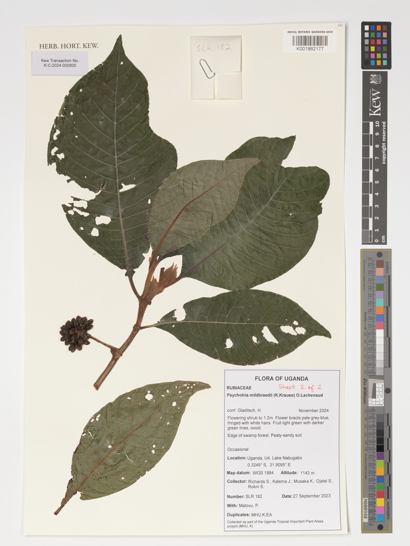 Psychotria mildbraedii photo 3