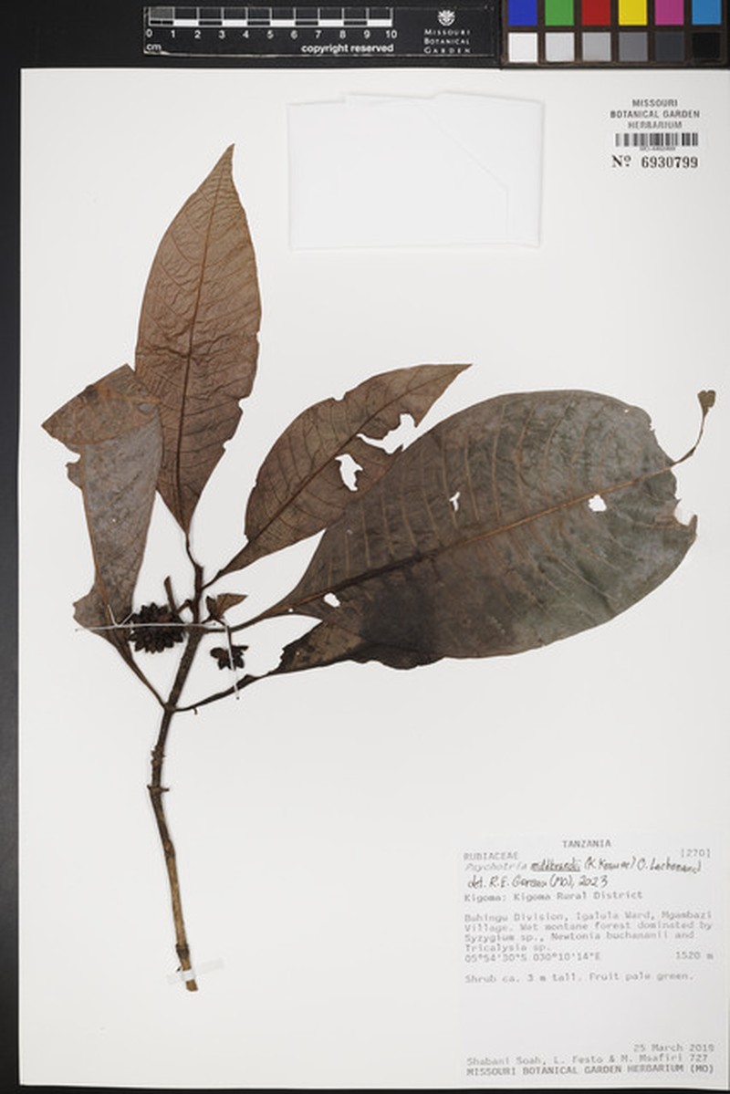 Psychotria mildbraedii photo 4