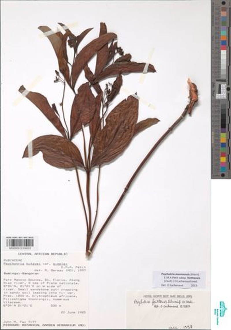 Psychotria moninensis subsp. fertitensis