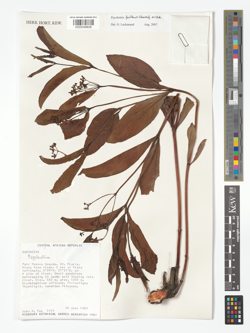 Psychotria moninensis subsp. fertitensis photo 2