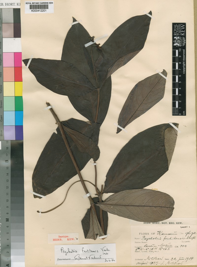 Psychotria moninensis subsp. fertitensis photo 3