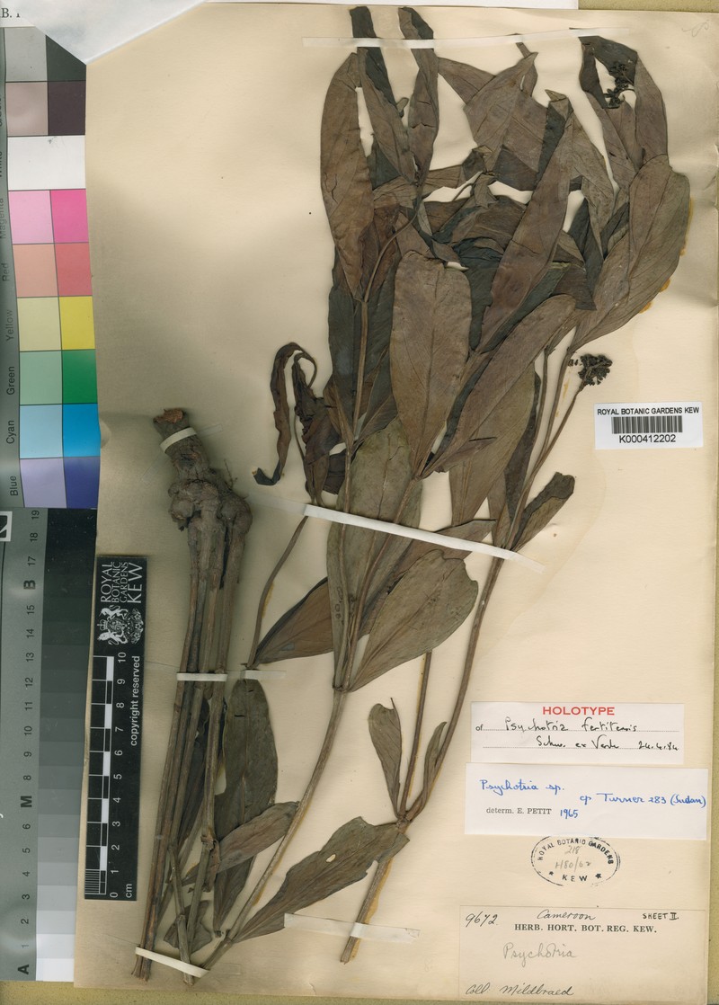 Psychotria moninensis subsp. fertitensis photo 4