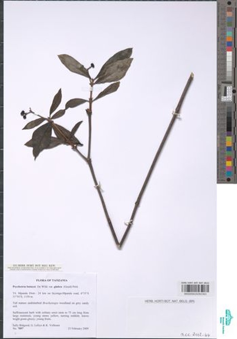 Psychotria moninensis subsp. moninensis