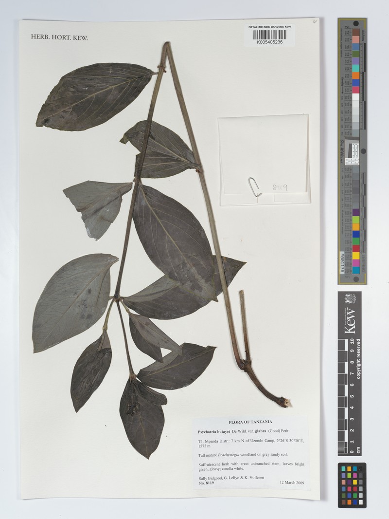 Psychotria moninensis subsp. moninensis photo 2