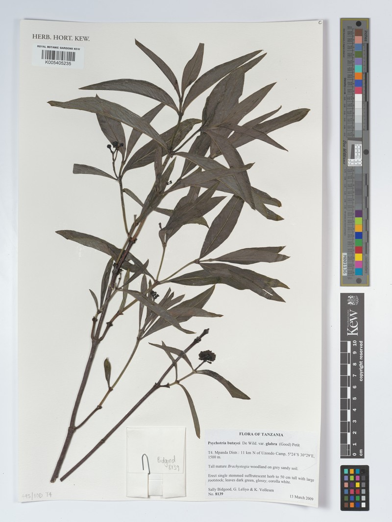 Psychotria moninensis subsp. moninensis photo 3