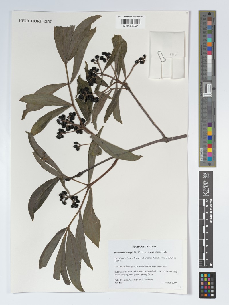 Psychotria moninensis subsp. moninensis photo 4