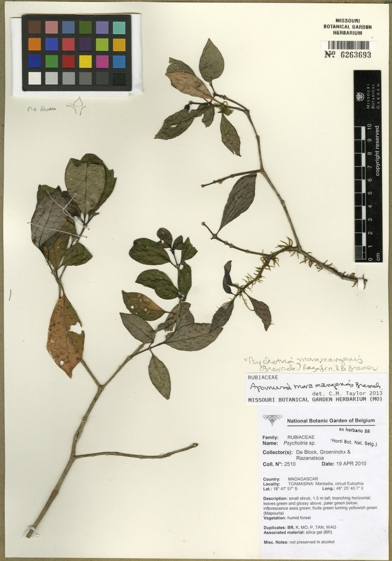 Psychotria moramangensis