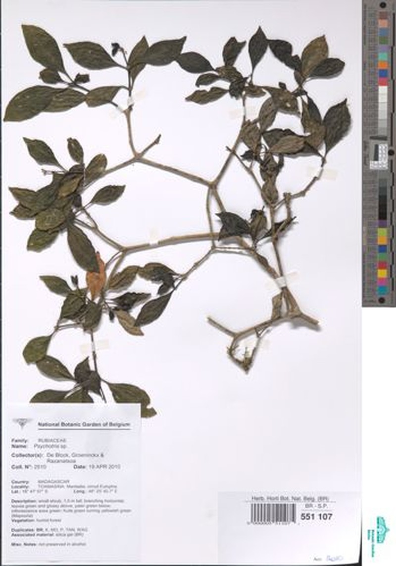 Psychotria moramangensis photo 2