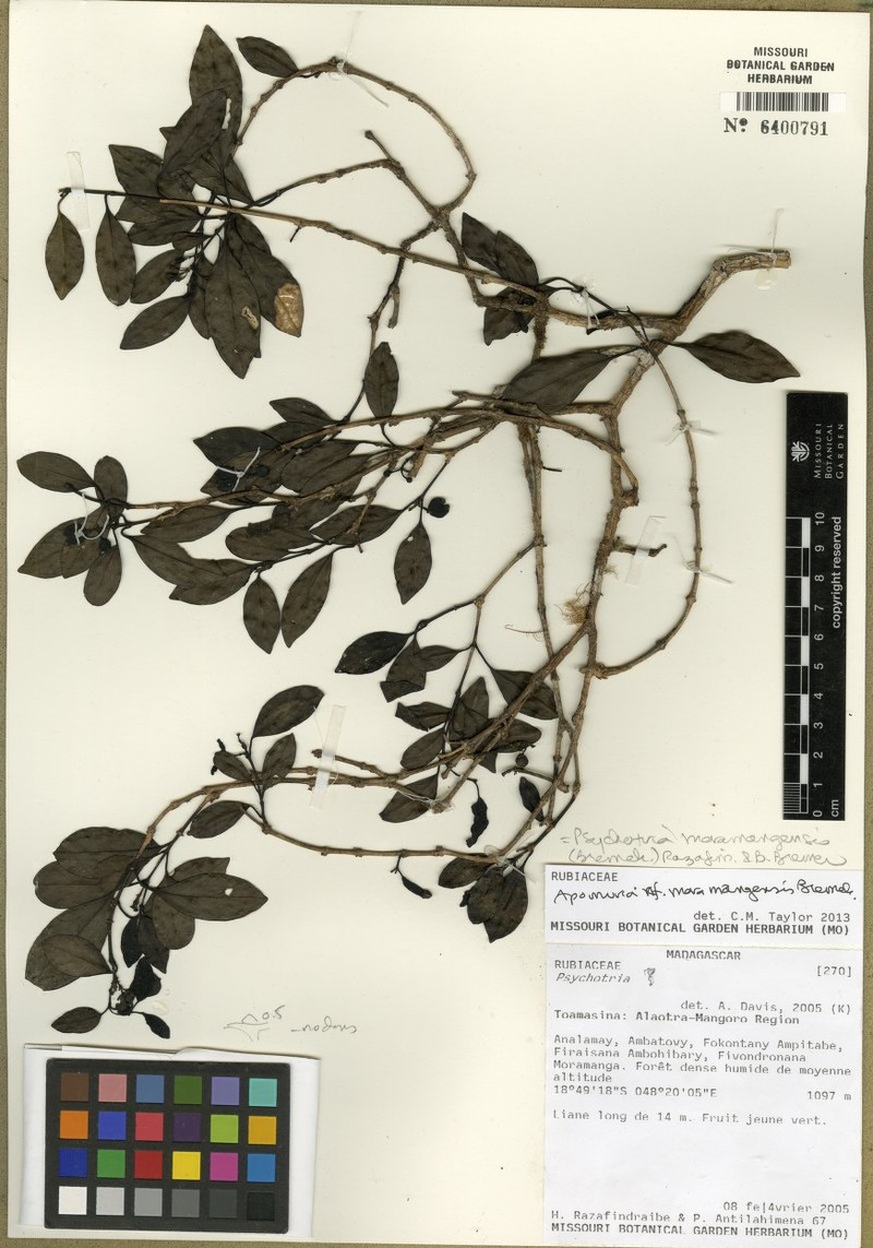 Psychotria moramangensis photo 3