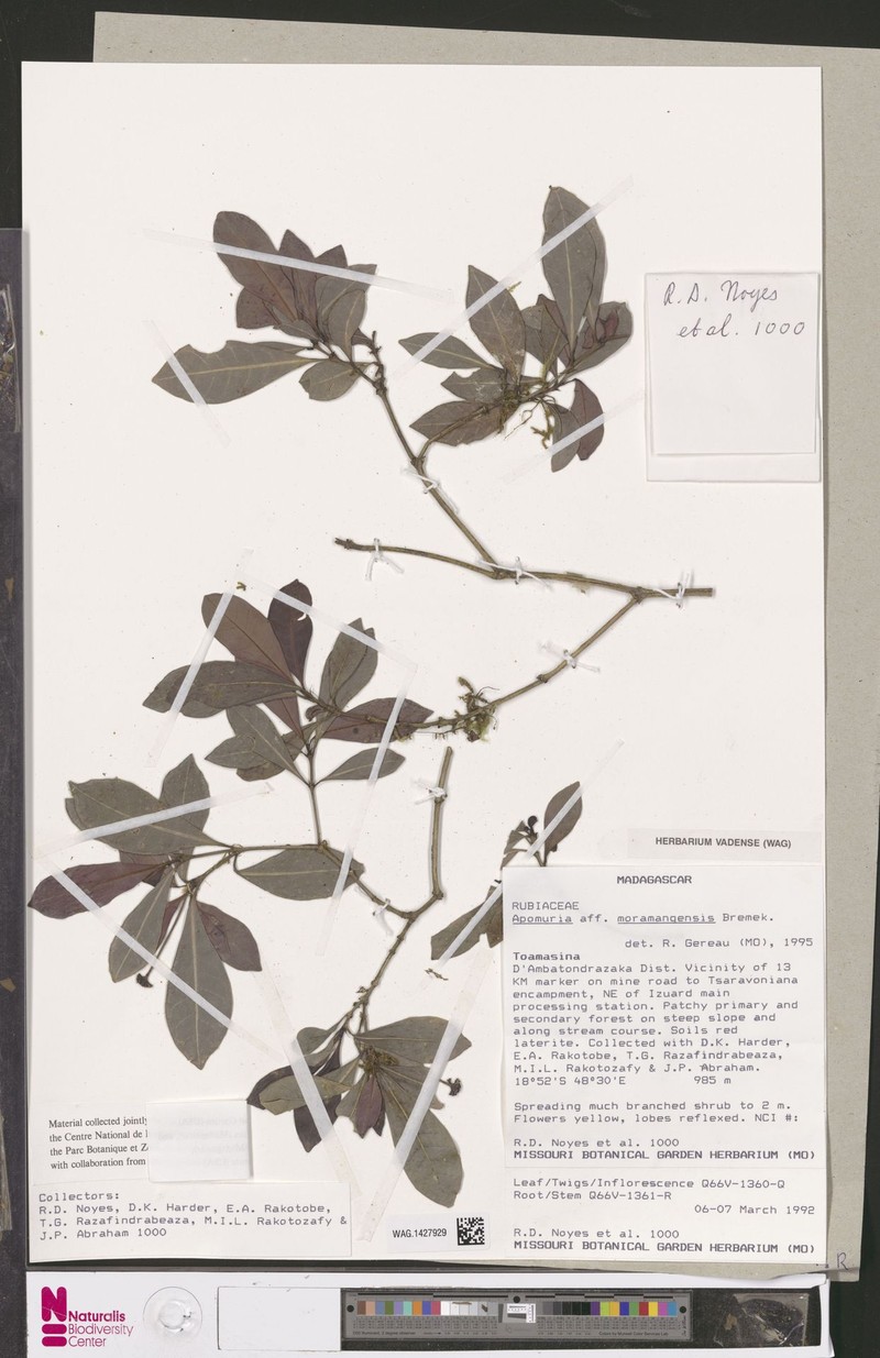 Psychotria moramangensis photo 4