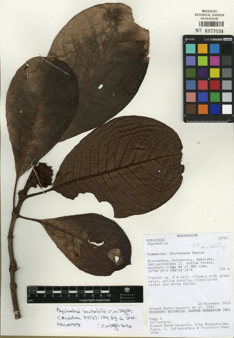 Psychotria mutabilis