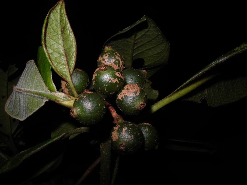 Psychotria mutabilis photo 2