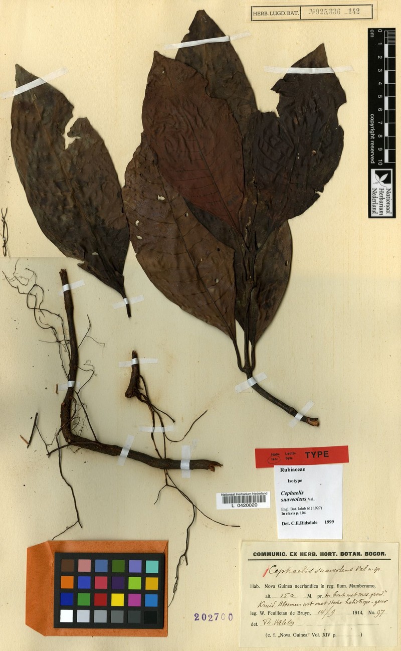 Psychotria myristica