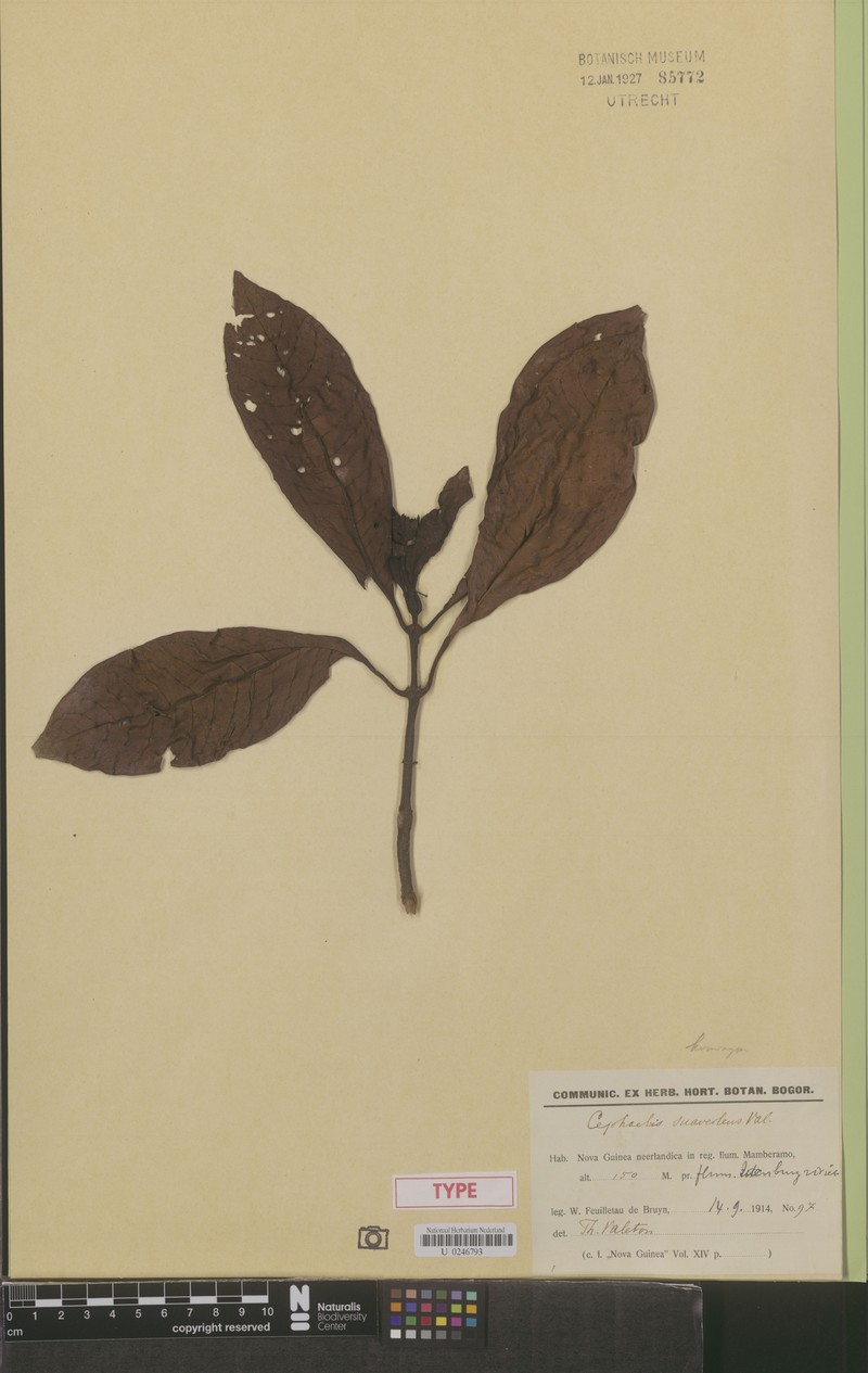 Psychotria myristica photo 2