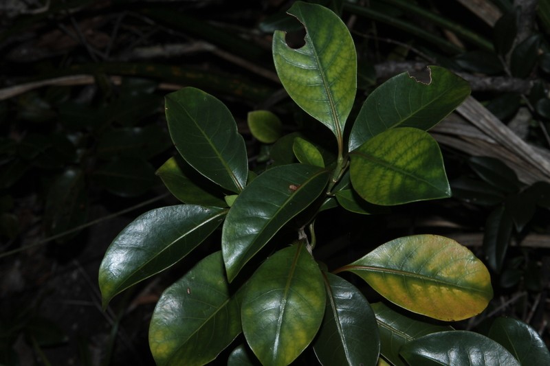 Psychotria neodouarrei