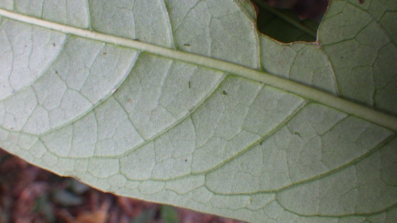Psychotria neurosticta