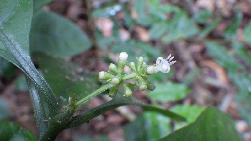 Psychotria neurosticta photo 2