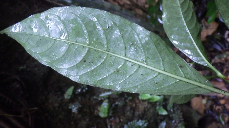 Psychotria neurosticta photo 3
