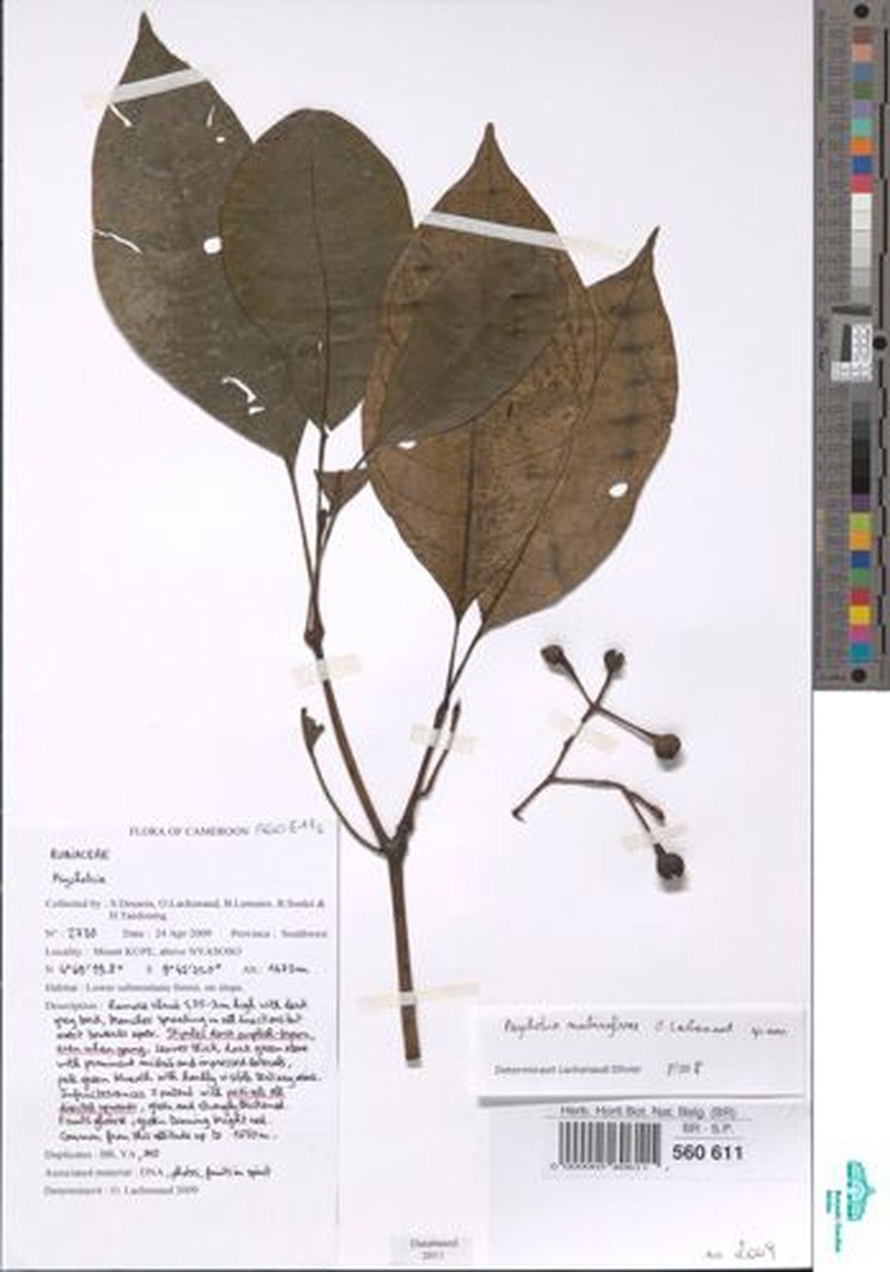 Psychotria nubisylvae