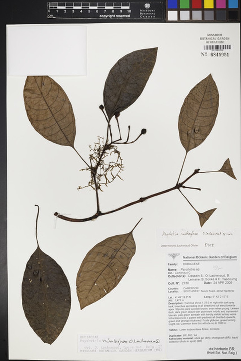 Psychotria nubisylvae photo 2
