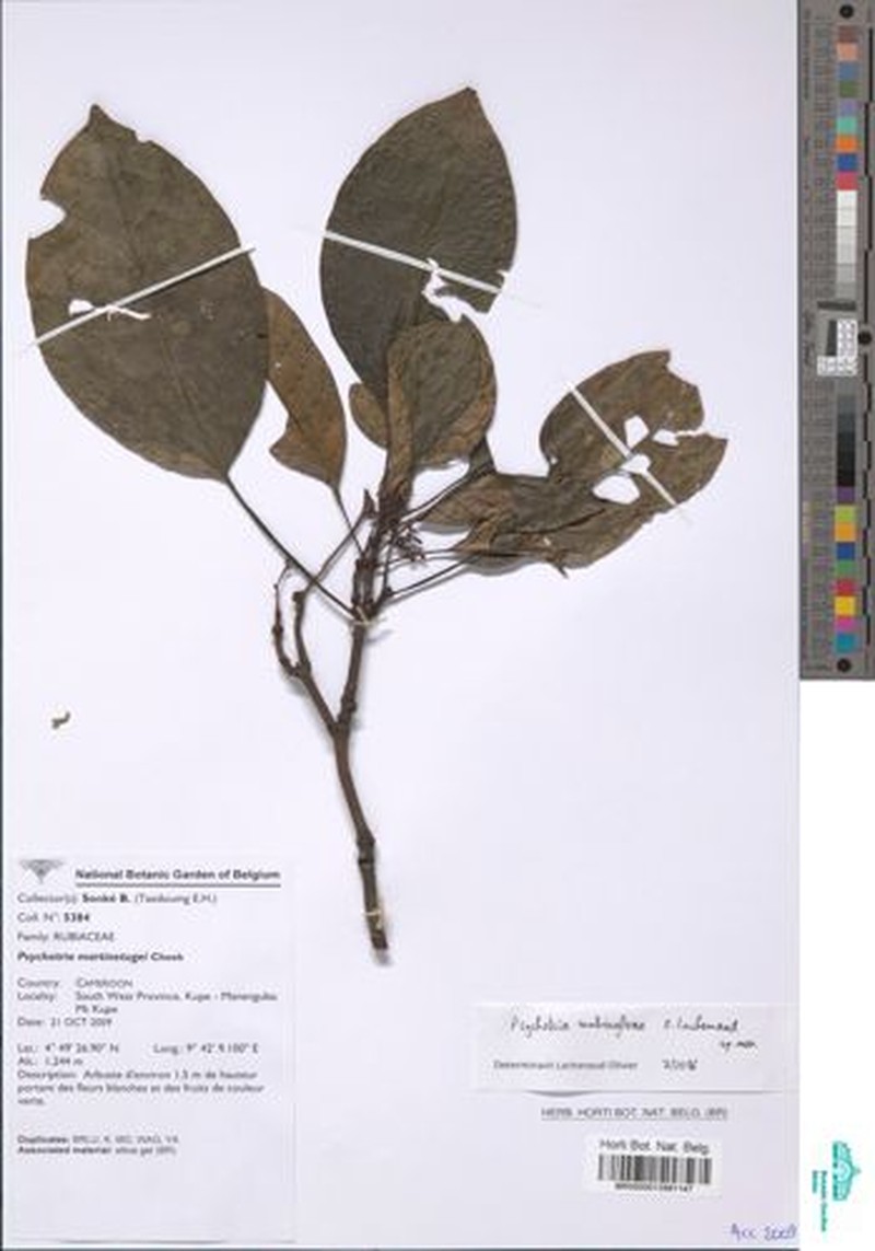 Psychotria nubisylvae photo 3