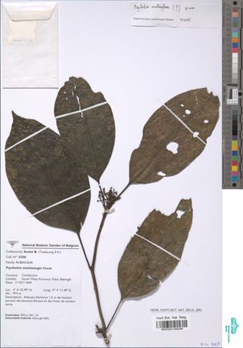 Psychotria nubisylvae photo 4