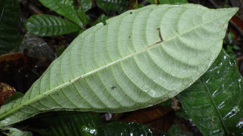 Psychotria nzabii