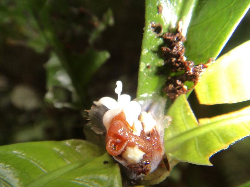 Psychotria nzabii photo 2