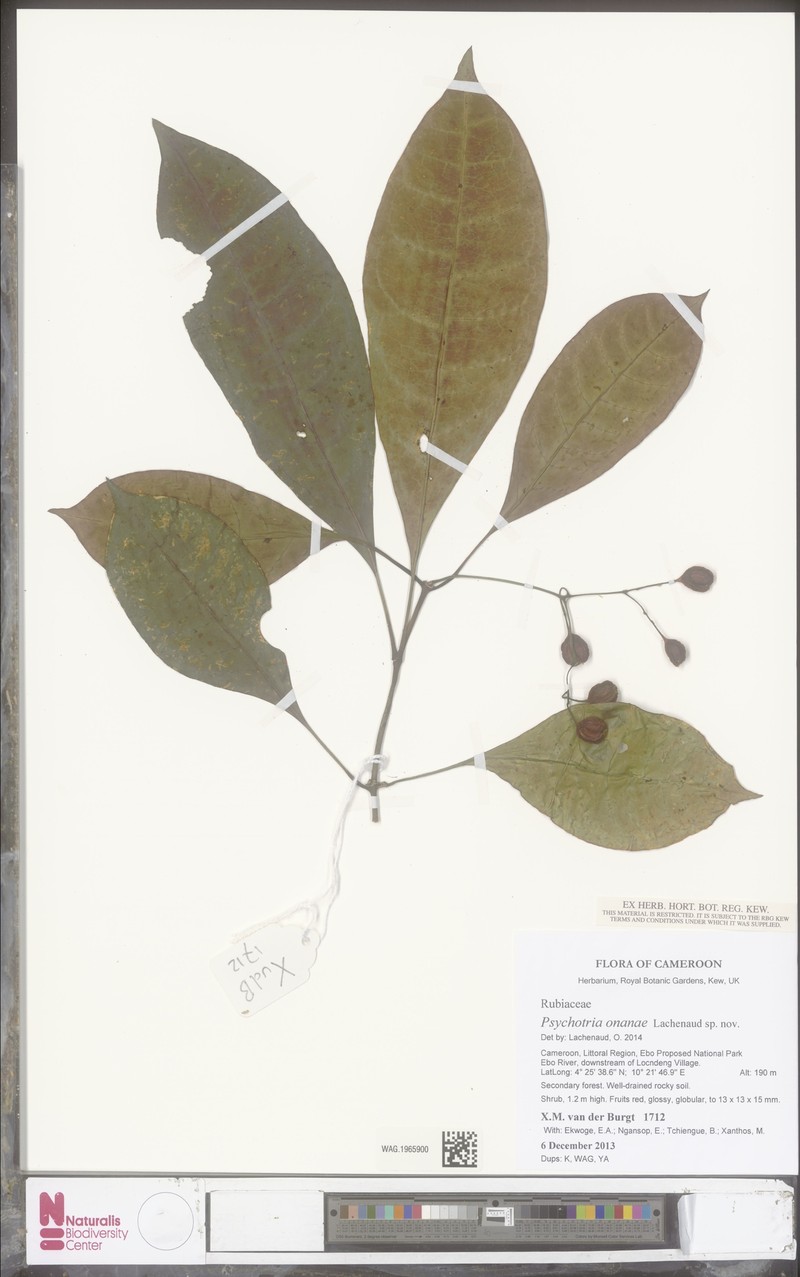 Psychotria onanae
